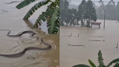 Mais de 900 cobras venenosas vão parar nas ruas após enchente na China; vídeo é assustador - Imagem: Reprodução/Twitter/X