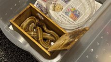 Durante a ação, 40 serpentes e diversas espécies foram encontradas em cativeiro, levando à detenção dos responsáveis - Imagem: Reprodução/Policia Civil de Sorocaba