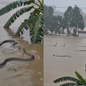 Cobra aparece em meio à água após enchentes atingirem Hengzhou, no sul da China - Imagem: Reprodução