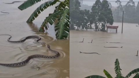 Cobra aparece em meio à água após enchentes atingirem Hengzhou, no sul da China - Imagem: Reprodução