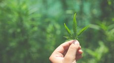 Folhas de maconha - Imagem: Reprodução / Freepik