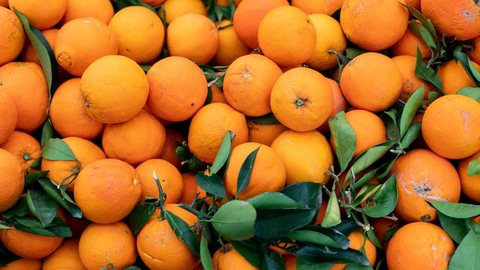 Colheita de laranjas - Imagem: Reprodução / Freepik