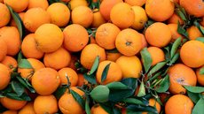 Colheita de laranjas - Imagem: Reprodução / Freepik