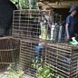 Entidades suspeitam que milhares de animais tenham sido abatidos antes da proibição definitiva da carne canina. - Imagem: Jung Yeon-je / AFP