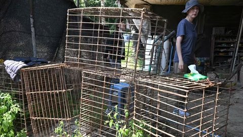 Entidades suspeitam que milhares de animais tenham sido abatidos antes da proibição definitiva da carne canina. - Imagem: Jung Yeon-je / AFP