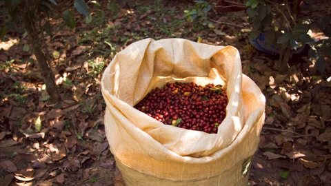 Criminosos invadem fazenda e roubam 140 sacas de café no Espírito Santo - Imagem: Reprodução / Freepik