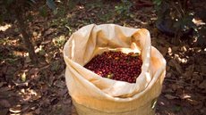 Criminosos invadem fazenda e roubam 140 sacas de café no Espírito Santo - Imagem: Reprodução / Freepik