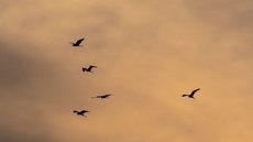 Cerca de 250 espécies de aves estão em risco crítico - Imagem: Reprodução / Freepik