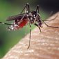 Casos de dengue no estado já passam de 1 milhão - Imagem: Reprodução / Pixabay