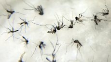 Jardim Ângela registra o maior número de infecções, com 3.271 casos, refletindo um crescimento preocupante - Imagem: Reprodução / Agência Brasil