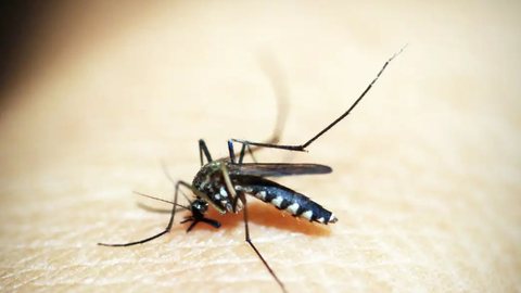 São Paulo, Minas Gerais e Paraná são responsáveis por 86% das mortes por dengue - Imagem: Reprodução / Pixabay