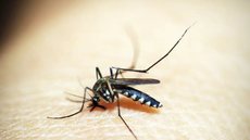 São Paulo, Minas Gerais e Paraná são responsáveis por 86% das mortes por dengue - Imagem: Reprodução / Pixabay