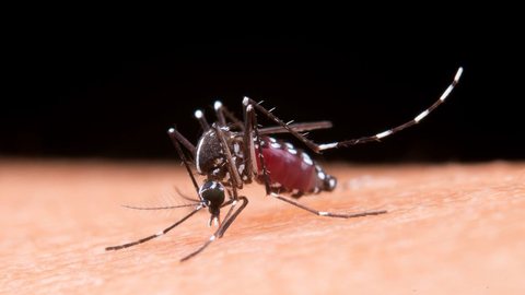 Dengue dispara no Brasil: país ultrapassa 5 milhões de casos prováveis da doença - Imagem: Reprodução/Freepik
