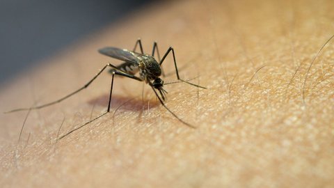 Dengue em São Paulo: Epidemia já registra mais de 300 mil casos - Imagem: Reprodução/Freepik