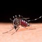 Dengue em São Paulo; mais de 2 milhões de casos em 2024 - Imagem: Reprodução/Freepik