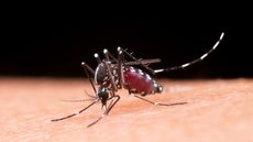 Dengue em São Paulo; mais de 2 milhões de casos em 2024 - Imagem: Reprodução/Freepik