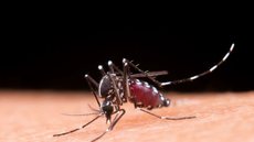 Dengue em São Paulo: Mortes disparam 73% em uma semana - Imagem: Reprodução/Freepik