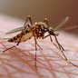 Aedes Aegypti, mosquito transmissor da dengue - Imagem: Reprodução / Freepik