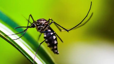 A capital paulista superou a média nacional de 78,6% de queda nos casos de dengue - Imagem: Reprodução / Pixabay