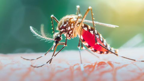 Aedes Aegypti, mosquito transmissor da dengue - Imagem: Reprodução/Freepik