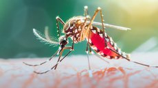 Aedes Aegypti, mosquito transmissor da dengue - Imagem: Reprodução/Freepik