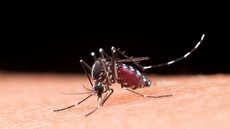 O imunizante contra a dengue foi batizado de Qdenga - Imagem: Freepik