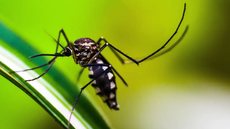 Cerca de 28 cidades afetadas e 7 mortes confirmadas - Imagem: Reprodução / Pixabay