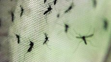 Com 3.224 novos casos na última semana, São Paulo vê uma leve melhora - Imagem: Reprodução / Agência Brasil