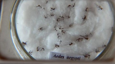 Foco das ações está na vacinação e ações preventivas - Imagem: Reprodução / Arquivo / Agência Brasil