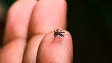 Mosquito aedes aegypti - Imagem: Reprodução / Governo de São Paulo