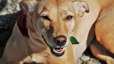 A medida busca ampliar o debate sobre proteção animal e a necessidade de políticas públicas para o bem-estar dos cães - Imagem: Reprodução