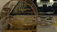 A Polícia Militar alerta que o transporte de animais silvestres sem autorização é crime - Imagem: Reprodução/Policia Militar