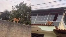Tutor flagra pet andando pelos telhados e muros de casas - Imagem: Reprodução/ Instagram @marcoslacerdatrancista