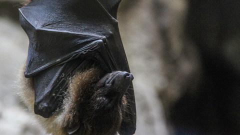 Jundiaí notifica 14º caso de raiva em morcego no ano de 2023 - Imagem: reprodução Freepik