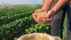 O Brasil se mantém como principal fornecedor de soja no mercado internacional - Imagem: Reprodução