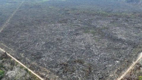 Desmatamento na Amazônia - Imagem: Reprodução/ Polícia Federal