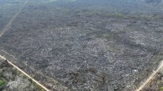 Desmatamento na Amazônia - Imagem: Reprodução/ Polícia Federal