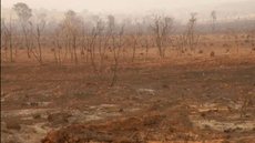 Bioma Cerrado bate recorde em alertas de desmatamento; Amazônia registra queda - Imagem: reprodução Twitter