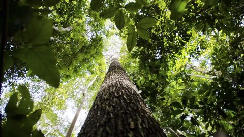O Brasil teve uma redução de 32,4% na área desmatada, totalizando 1.242.079 hectares devastados em 2024 - Imagem: Reprodução / Marcelo Camargo / Agência Brasil