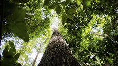 O Brasil teve uma redução de 32,4% na área desmatada, totalizando 1.242.079 hectares devastados em 2024 - Imagem: Reprodução / Marcelo Camargo / Agência Brasil