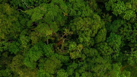 Desmatamento na Amazônia: MPF na trilha de madeireiros há quatro anos - Imagem: Reprodução/Freepik