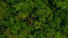 Desmatamento na Amazônia: MPF na trilha de madeireiros há quatro anos - Imagem: Reprodução/Freepik