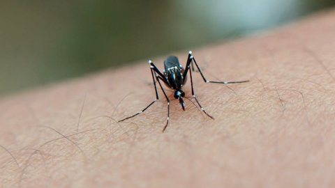 A vacina Butantan-DV, desenvolvida pelo Instituto Butantan, é a primeira de dose única contra os quatro sorotipos do vírus da dengue - Imagem: Reprodução / Pexels