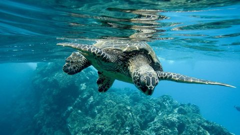 A data, comemorada no dia 8 de junho, é um momento para lembrar da necessidade urgente de proteger os oceanos - Imagem: reprodução Freepik