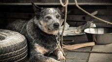A lei federal prevê punições severas para maus-tratos, incluindo multas e reclusão, reforçando a proteção aos animais - Imagem: Reprodução / Pixabay