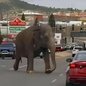 Elefante foge de circo e anda pelas ruas livremente; veja vídeo - Imagem: Reprodução/Redes Sociais