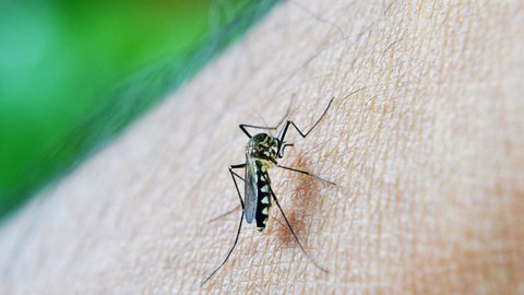 Em Rio Preto, Aedes já matou 16 pessoas e infectou quase 22 mil - Imagem: Reprodução / Pixabay