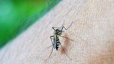 Em Rio Preto, Aedes já matou 16 pessoas e infectou quase 22 mil - Imagem: Reprodução / Pixabay
