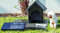 A proposta, que agora segue para o governador, visa oferecer uma alternativa acessível e regulamentada para a despedida de animais de estimação - Imagem: Reprodução/Redes Sociais