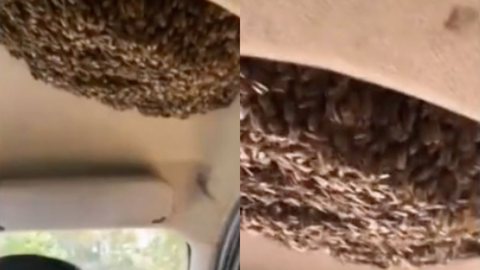VÍDEO - motorista dirige com enxame de abelhas no teto do carro e choca web - Imagem: reprodução redes sociais